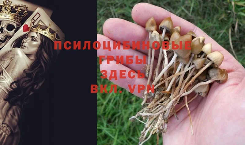 где найти наркотики  Аркадак  OMG ссылка  Галлюциногенные грибы MAGIC MUSHROOMS 